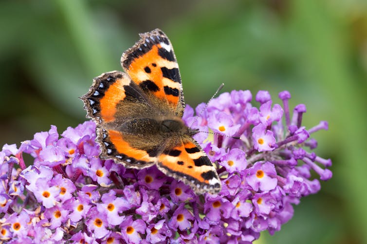 Tortoiseshell butterfly feeding on clustered purple buddleia flowers