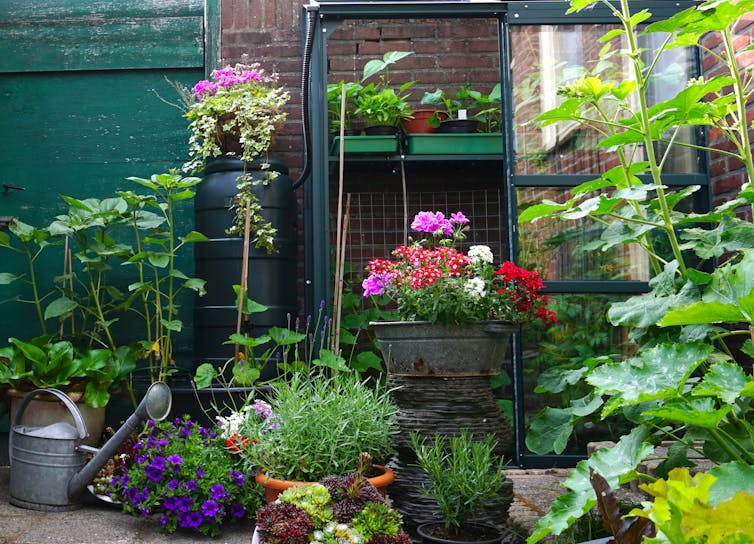 Pots filled with flowers and plants against garden brick wall.