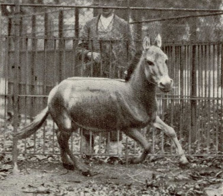 A black-and-white photograph of a donkey-like animal galloping in an enclosure.