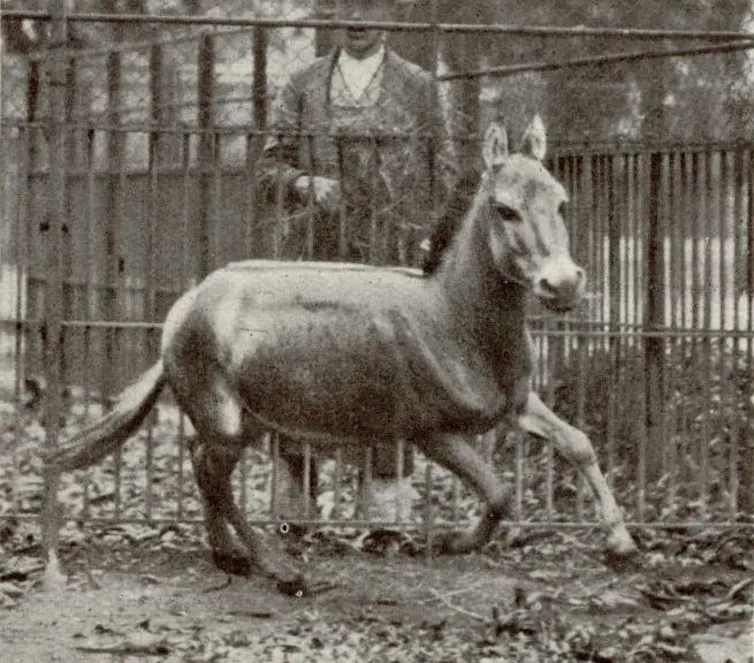 A black-and-white photograph of a donkey-like animal galloping in an enclosure.