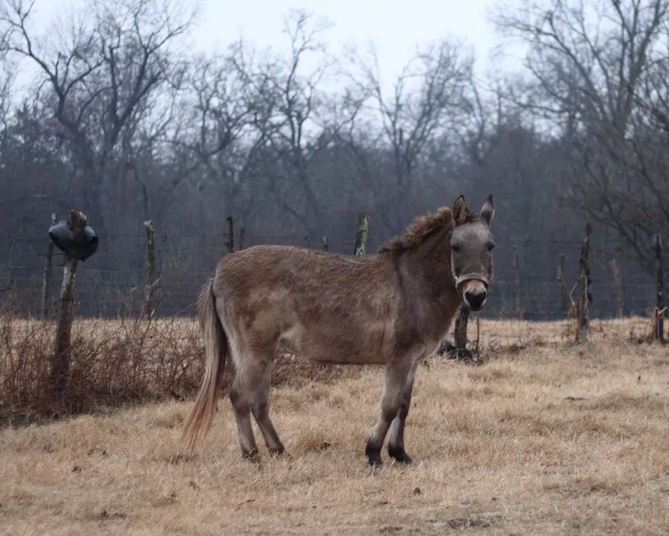 A horse-donkey hybrid stands in a field in winter.