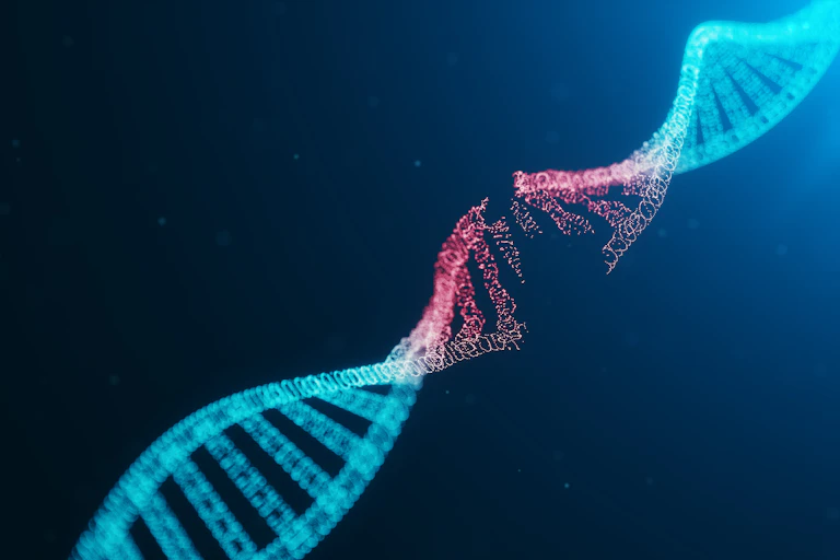 A double helix of DNA proken in the middle