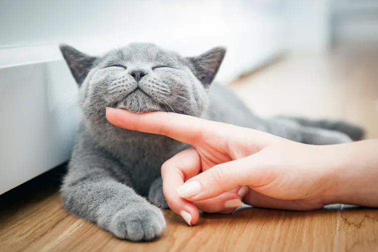 A cat resting its chin on someone's finger.