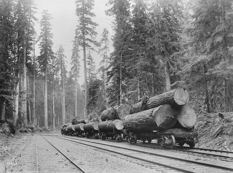 Flatbed rail cars stacked with large cut logs.