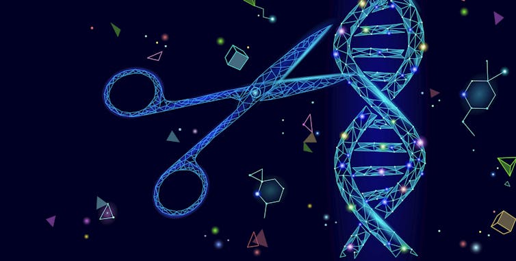 Engineered viruses can fight the rise of antibiotic-resistant bacteria