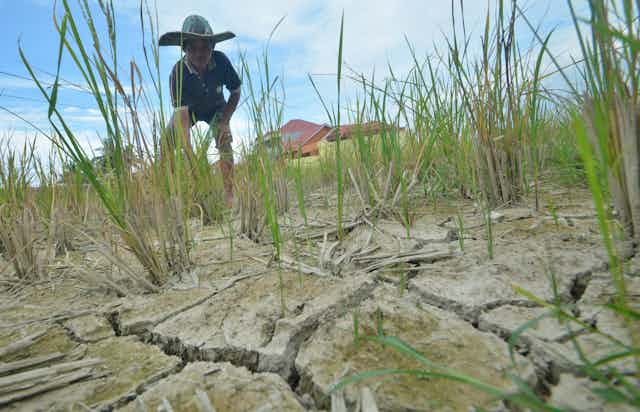 Seorang petani menunjukan padi yang rusak akibat gagal panen, di areal pesawahan.