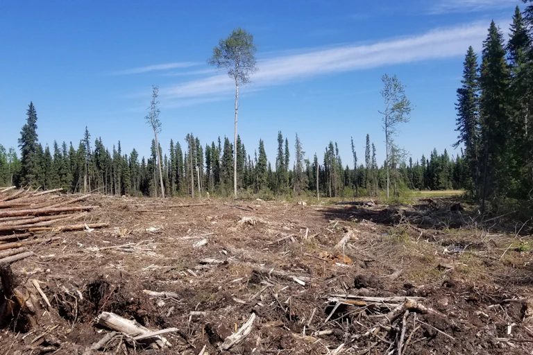 A cleared section of forest with trees in the background.