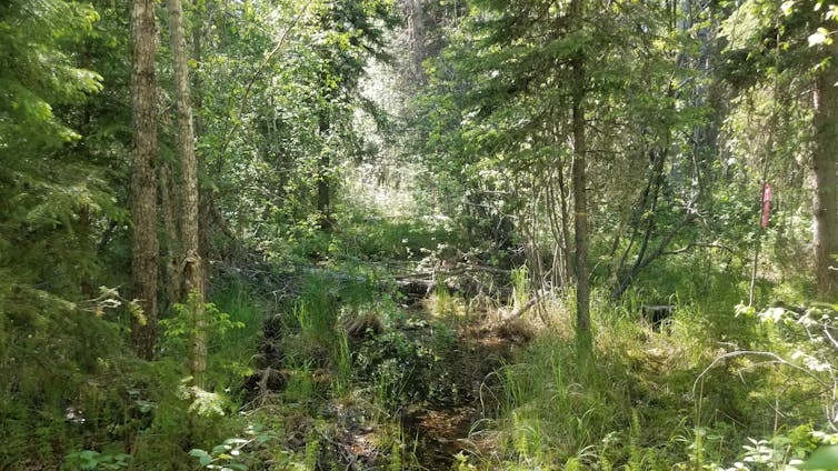 A trail surrounded by green trees.