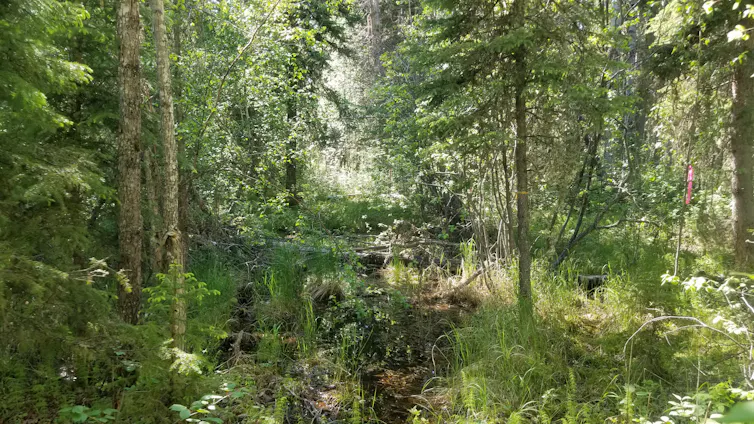 A trail surrounded by green trees.