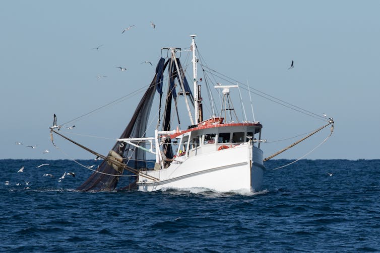 Fishing trawler at sea, surrounded by gulls