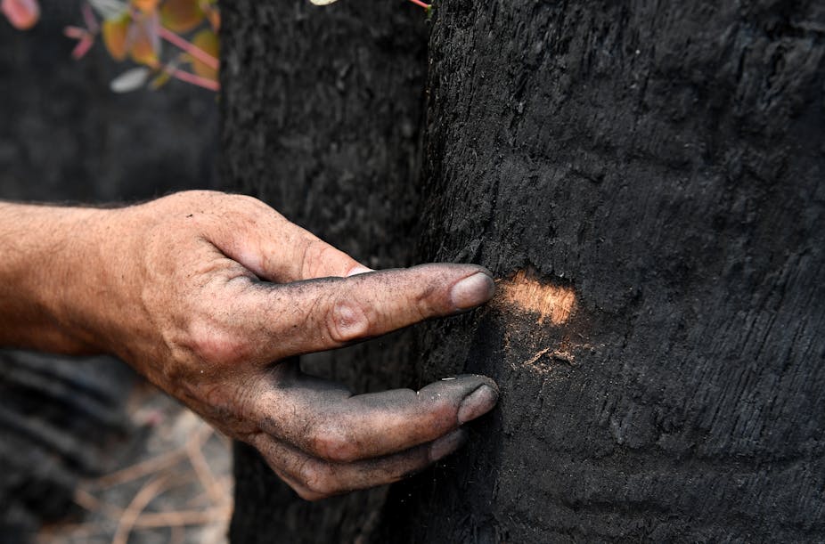 A man scratches a burned tree to reveal wood underneath.