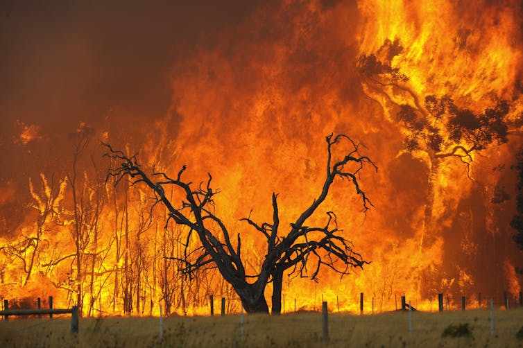 A tree is shown as fire engulfs the landscape behind it.