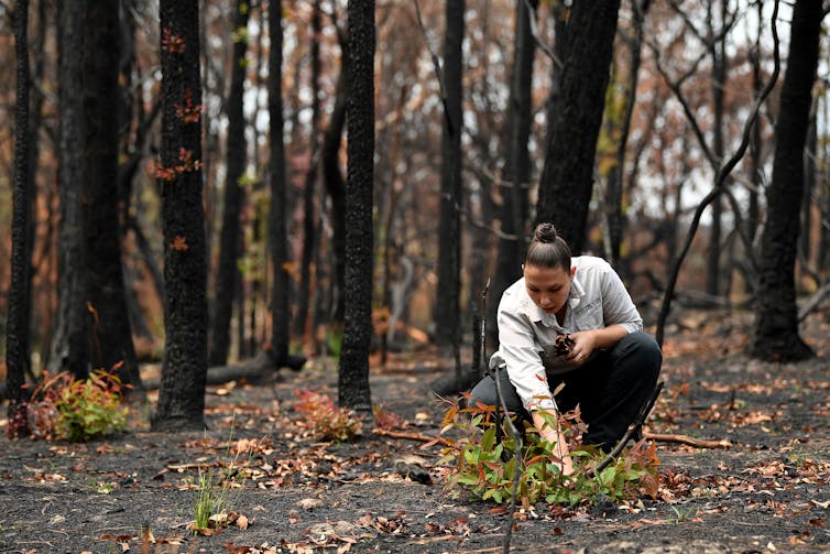 A woman tends to new growth in a burned forest.