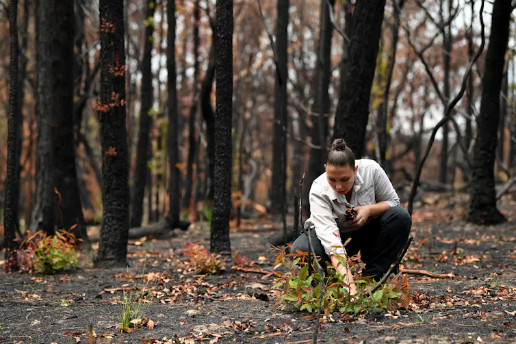 A woman tends to new growth in a burned forest.
