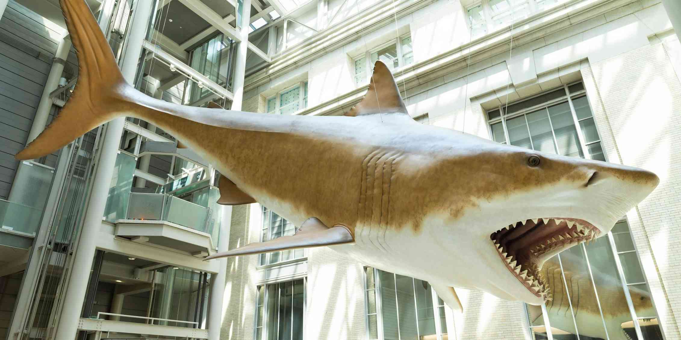 Making a megalodon: the evolving science behind estimating the size of
