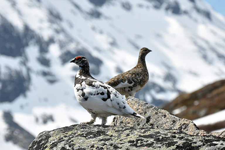 Deux lagopèdes alpins