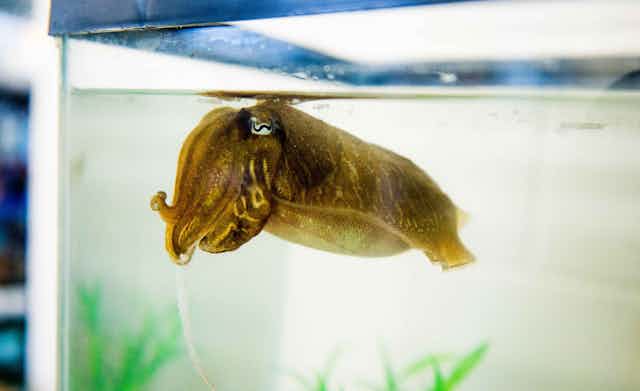 A brown cuttlefish in a tank