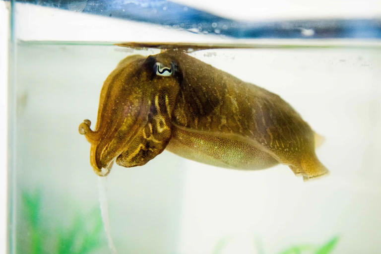 A brown cuttlefish in a tank