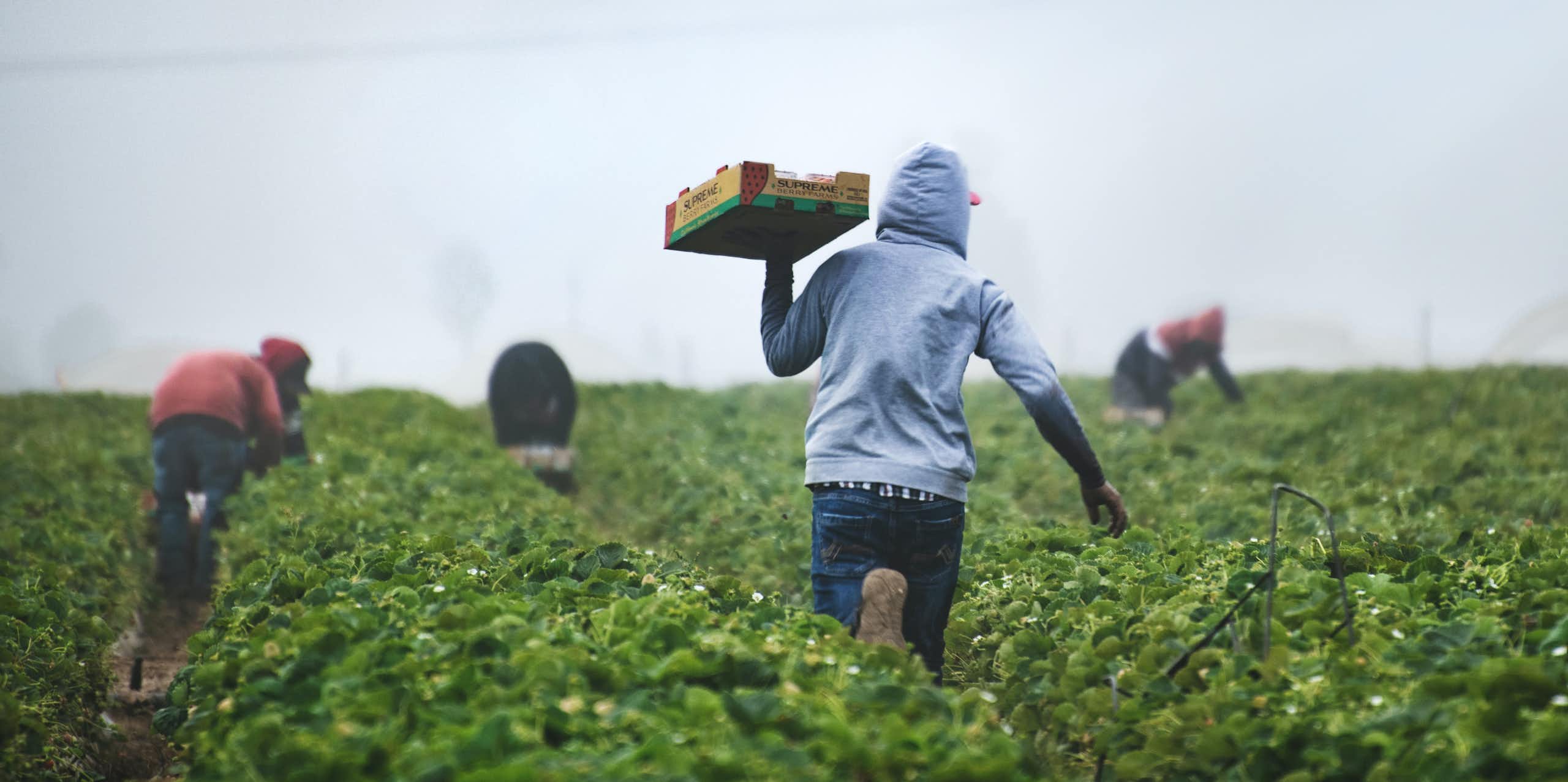 A picture of a farm workers harvesting. There are four people in the background hunched down over the crop. There is one person in the foreground in the middle walking with a box