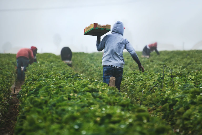A picture of a farm workers harvesting. There are four people in the background hunched down over the crop. There is one person in the foreground in the middle walking with a box
