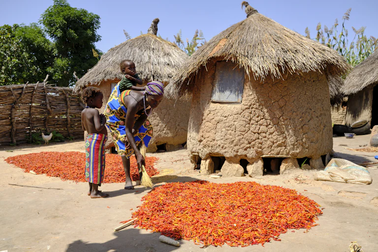 A woman backing a baby and trying to spread red chillies to dry while another child observes.