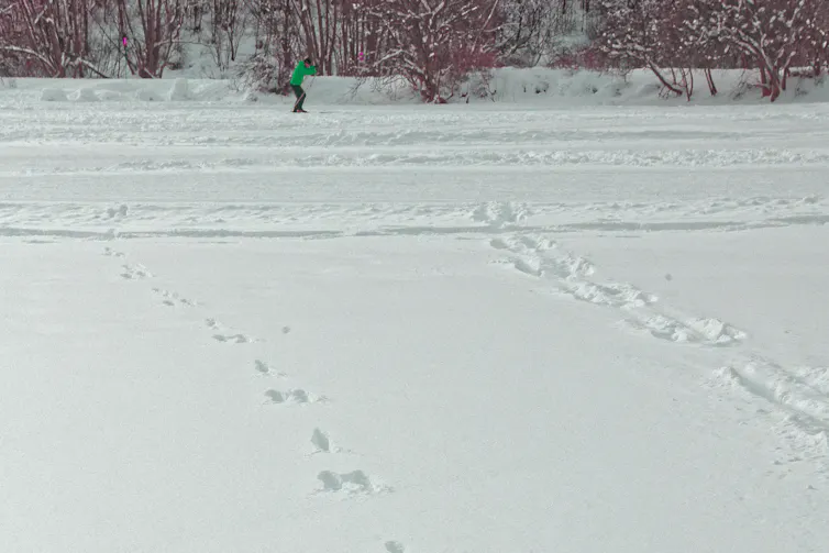 Traces dans la neige
