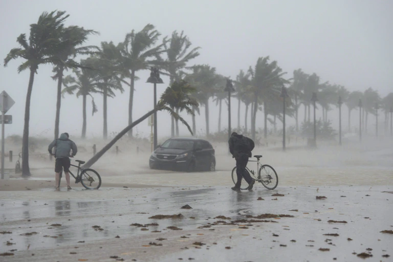 Palm trees bend under the force of strong winds.