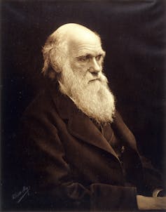 Darwin's The Descent of Man 150 years on — sex, race and our 'lowly' ape ancestry