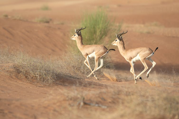 Two deer-like animals with long horns gallop across a desert landscape.