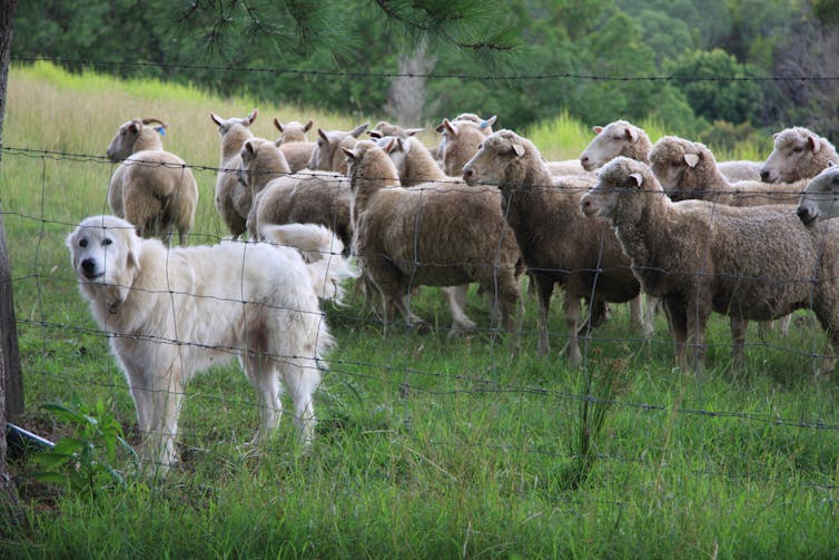 A fluffy, white sheepdog stands before a flock of sheep.