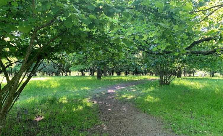 Tree lined path