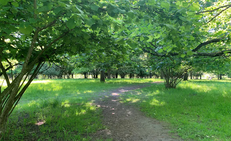 Tree lined path
