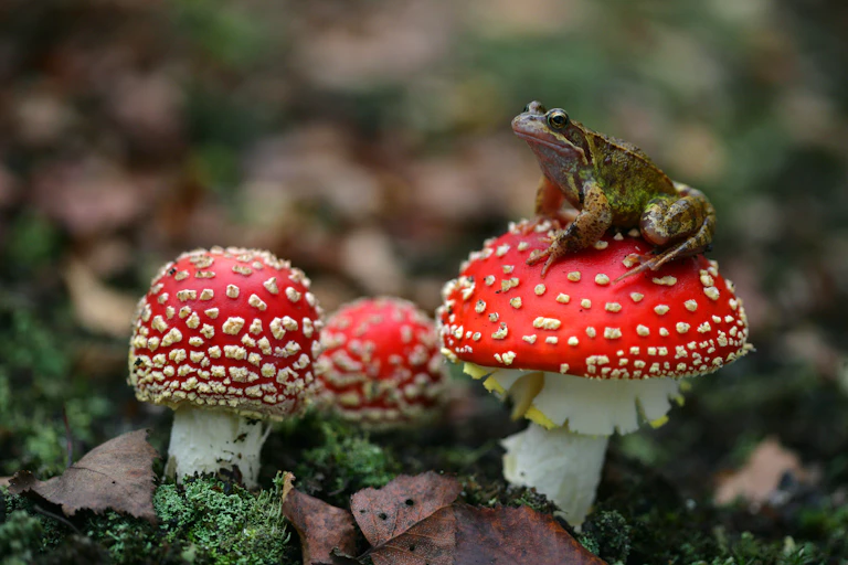 A common frog resting on a toadstool.