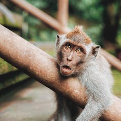 natural selection research paper ideas