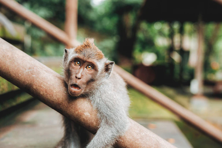 Monkey