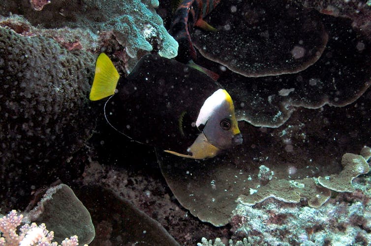 A small black fish with a yellow tail and a white band near its neck.