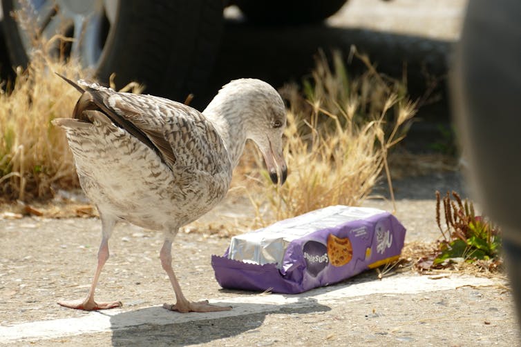 Seagull observing food packaging.
