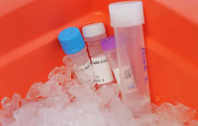 Coronavirus samples sit in an ice bucket ready to be sequenced and analysed.