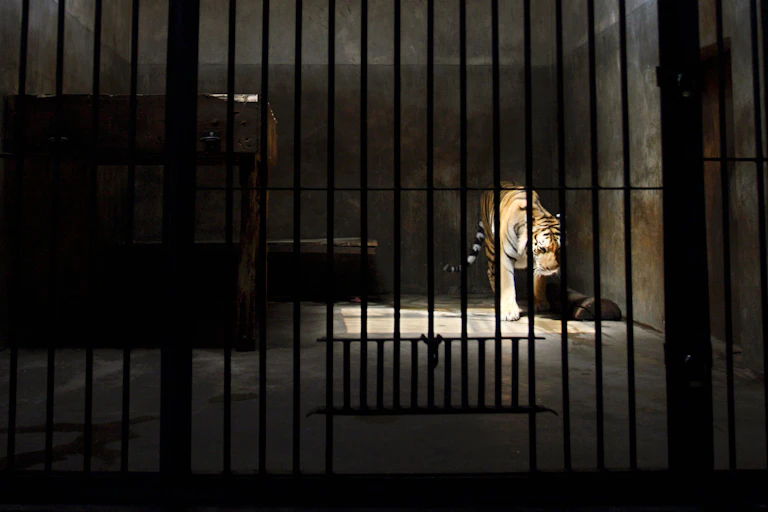 A tiger in a featureless concrete cell