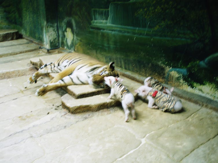 Piglets dressed as tigers in a cake with a large tiger.