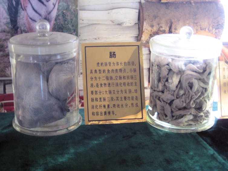 Two jars with grey animal parts