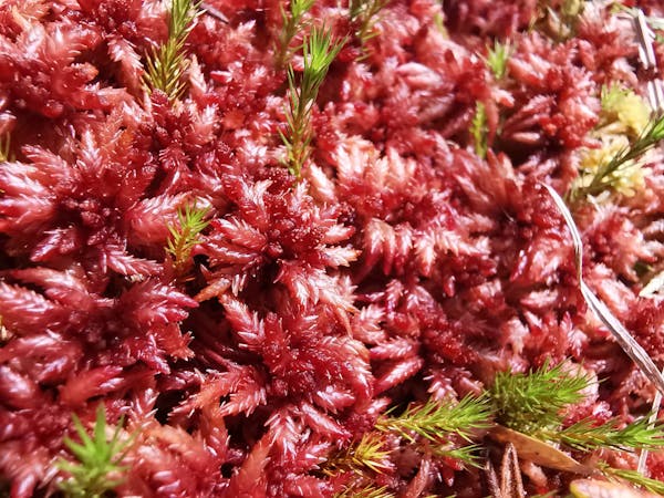 deep pink coloured Sphagnum moss