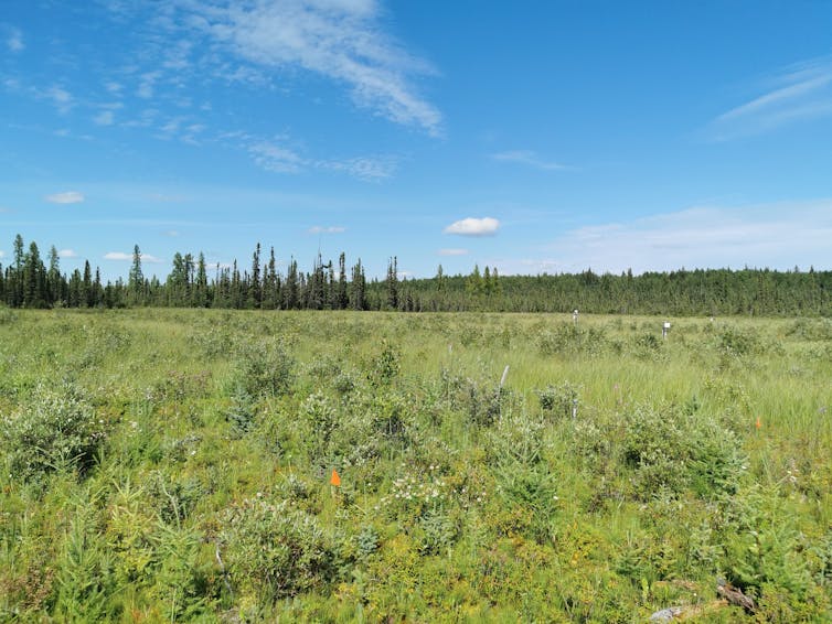 Field of bright green vegetation