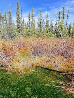 mosses, bushes and trees in a peatland