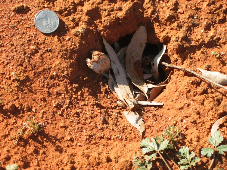 a tiny echidna moves 8 trailer-loads of soil a year, helping tackle climate change