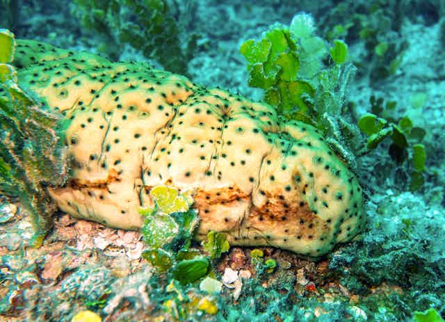 A sea cucumbers living on the Great Barrier Reef inter-reef seafloor.