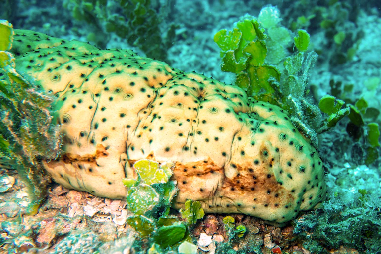 A sea cucumbers living on the Great Barrier Reef inter-reef seafloor.