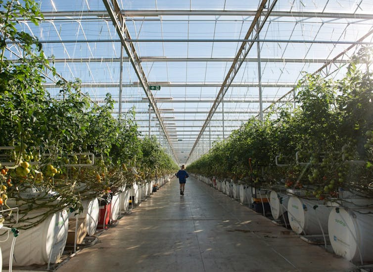 Worker walks through greenhouse