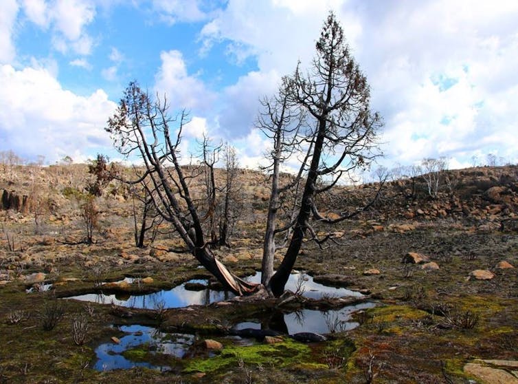 A burnt pencil pine