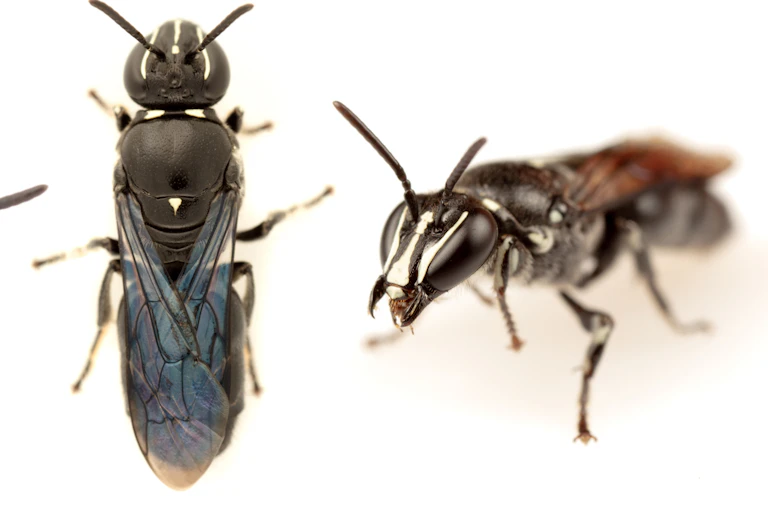 _Pharohylaeus lactiferus_